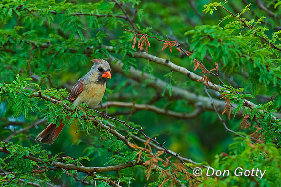 Northern Cardinal