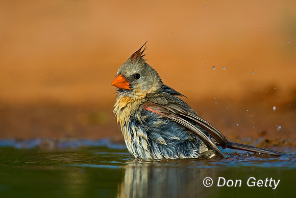 Northern Cardinal