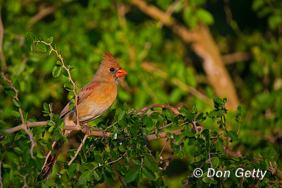 Northern Cardinal