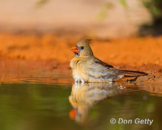 Northern Cardinal