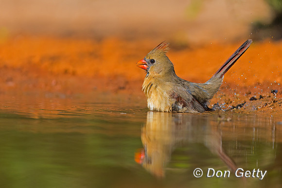 Northern Cardinal