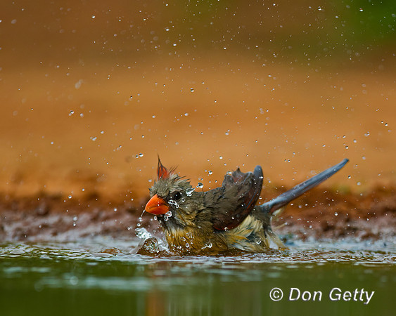 Northern Cardinal