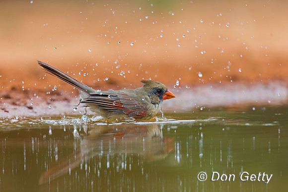 Northern Cardinal