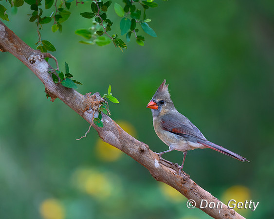Northern Cardinal