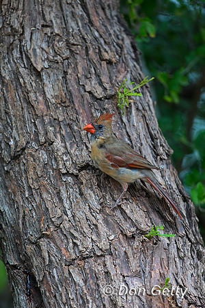 Northern Cardinal