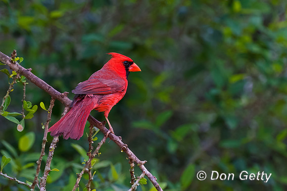 Northern Cardinal