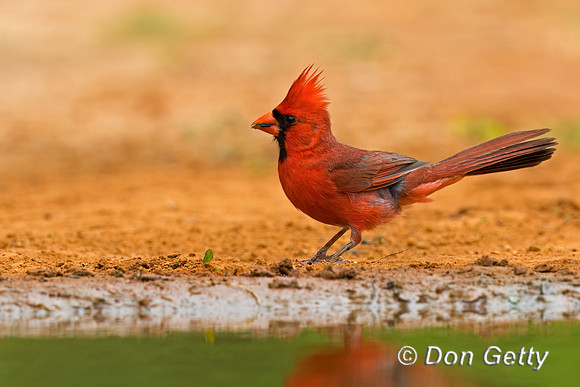 Northern Cardinal