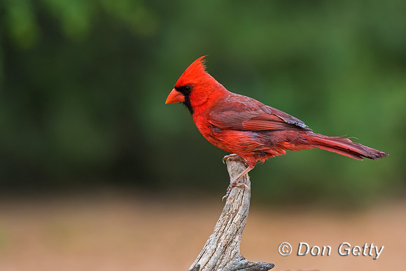 Northern Cardinal