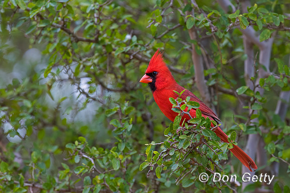 Northern Cardinal