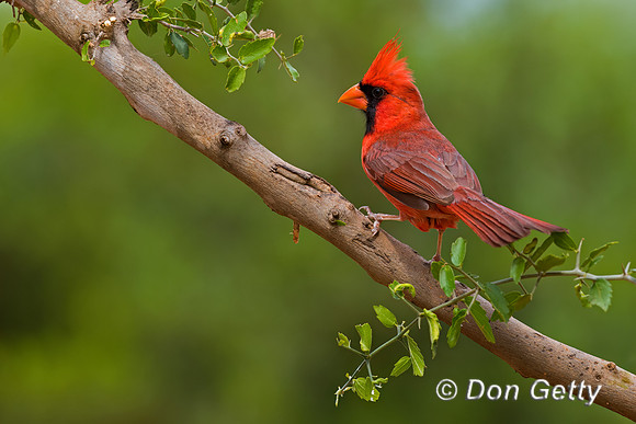 Northern Cardinal