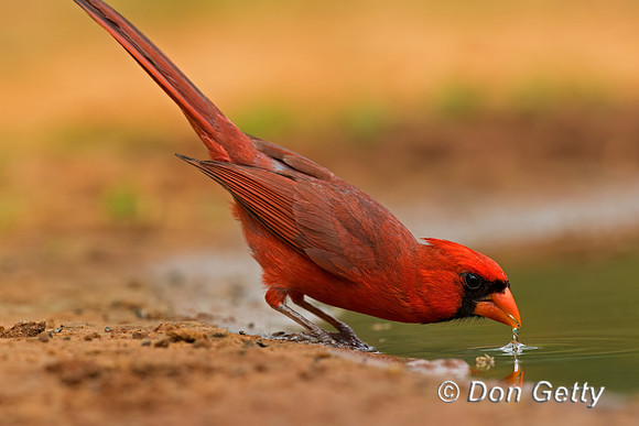 Northern Cardinal