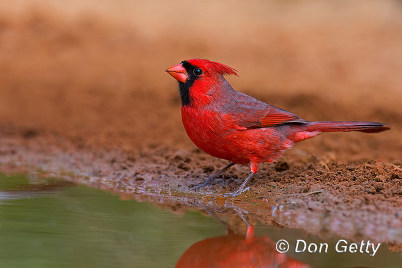Northern Cardinal