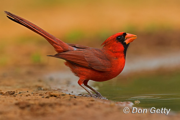 Northern Cardinal