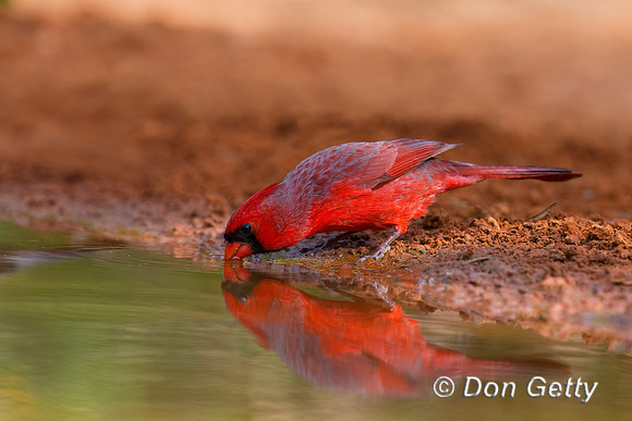 Northern Cardinal