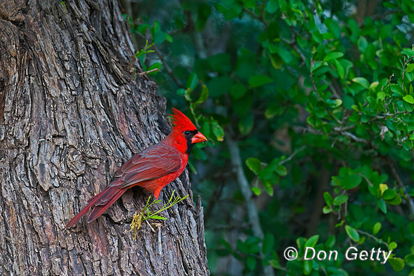 Northern Cardinal