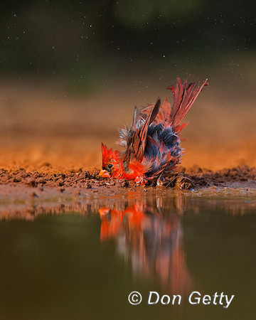 Northern Cardinal