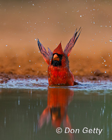 Northern Cardinal