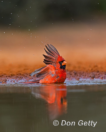 Northern Cardinal