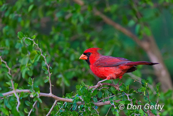 Northern Cardinal