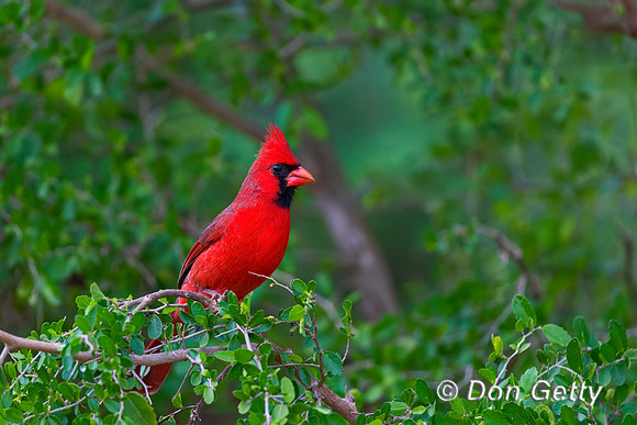 Northern Cardinal