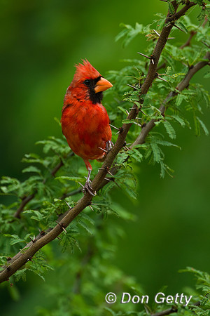 Northern Cardinal