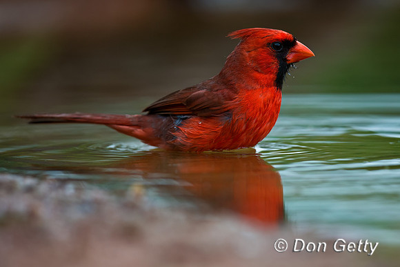 Northern Cardinal