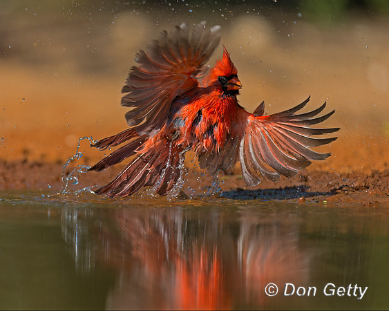 Northern Cardinal