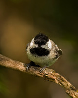 Black-capped Chickadee