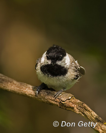 Black-capped Chickadee