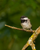 Black-capped Chickadee