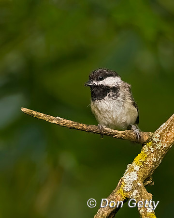 Black-capped Chickadee