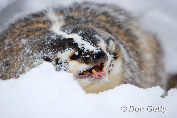 Badger