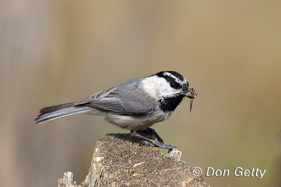 Mountain Chickadee