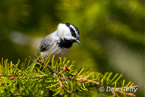 Mountain Chickadee