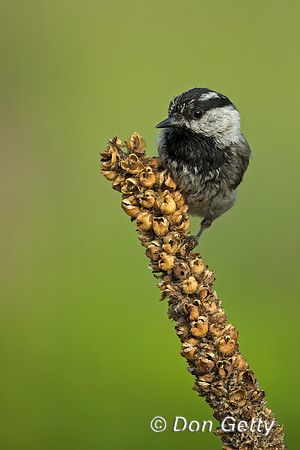 Mountain Chickadee