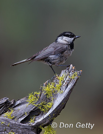 Mountain Chickadee