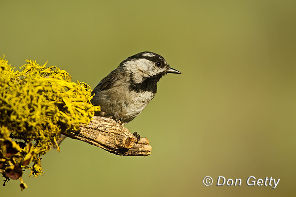 Mountain Chickadee