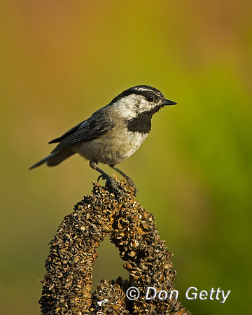 Mountain Chickadee