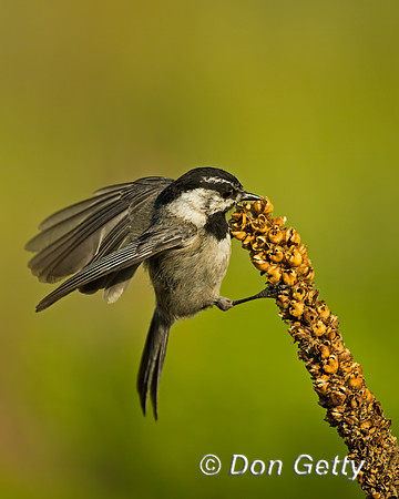 Mountain Chickadee