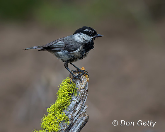 Mountain Chickadee