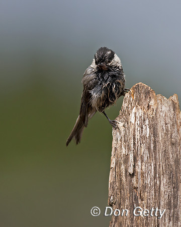 Mountain Chickadee