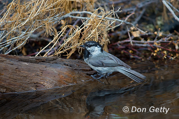 Mountain Chickadee