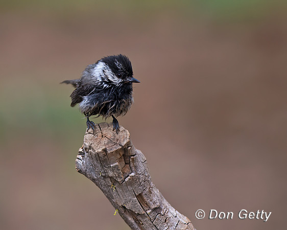 Mountain Chickadee