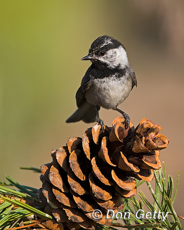 Mountain Chickadee