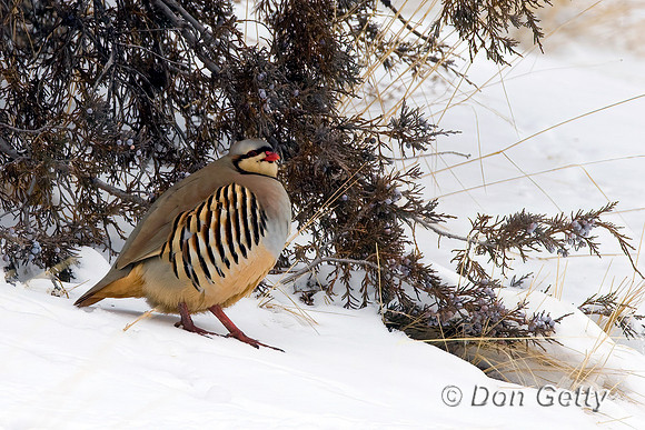 Chukar