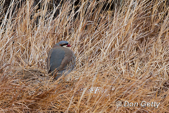 Chukar