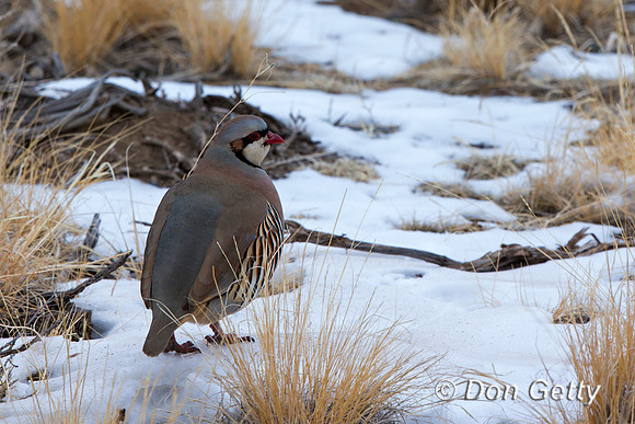 Chukar