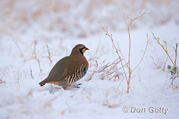 Chukar