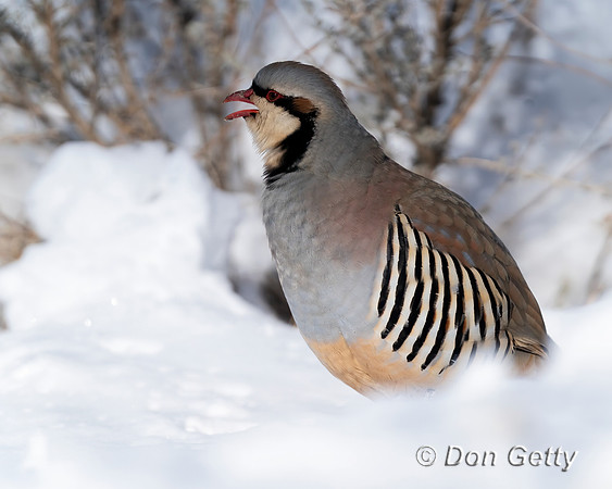 Chukar