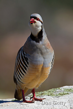 Chukar